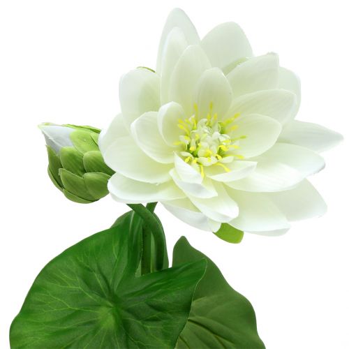 Seerose_70cm_63150-1