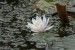 rudolf_cafal_722599
